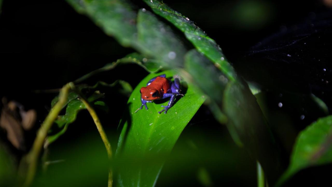 Hotel Rancho Cerro Azul La Fortuna Ngoại thất bức ảnh
