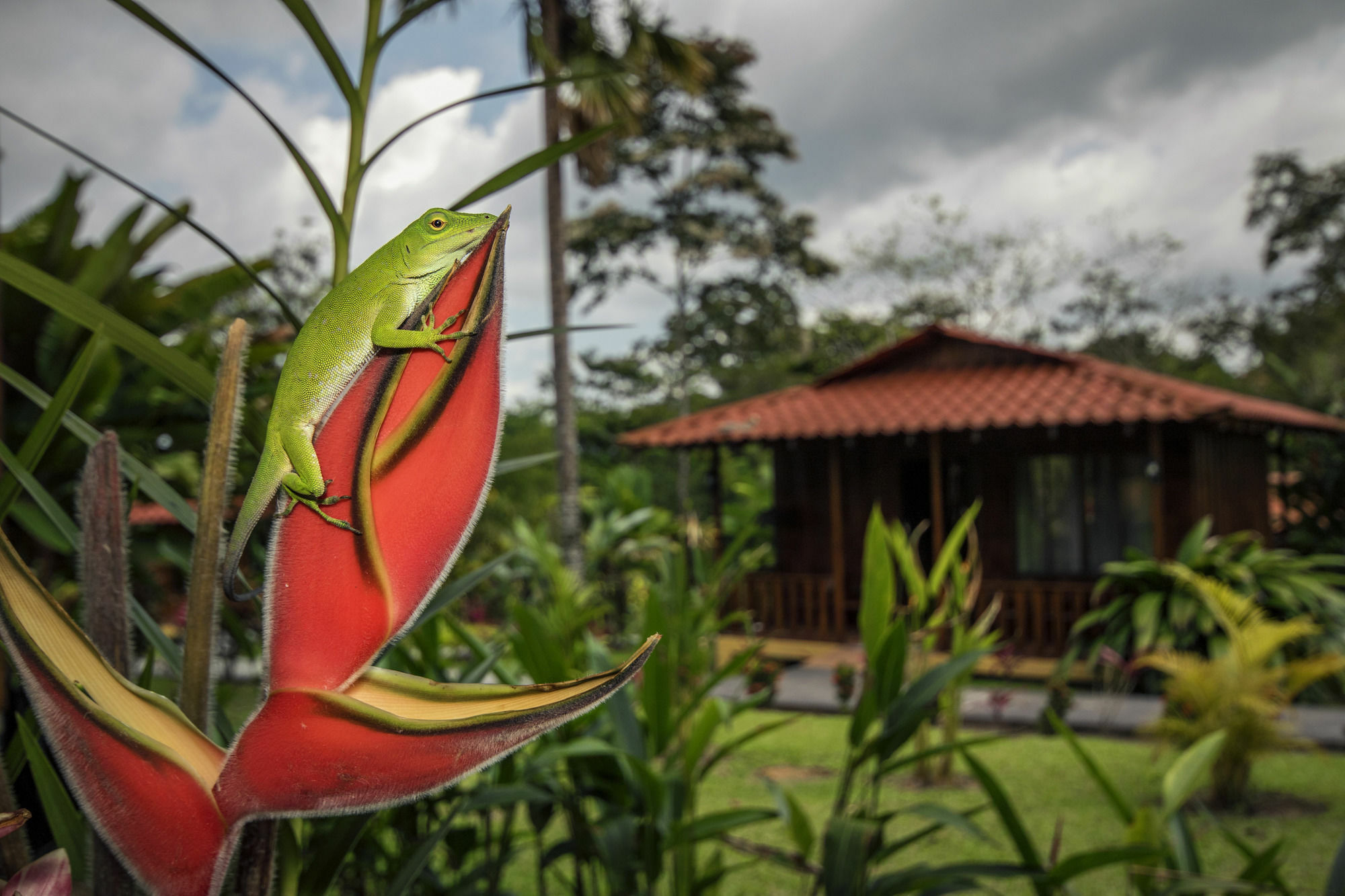 Hotel Rancho Cerro Azul La Fortuna Ngoại thất bức ảnh